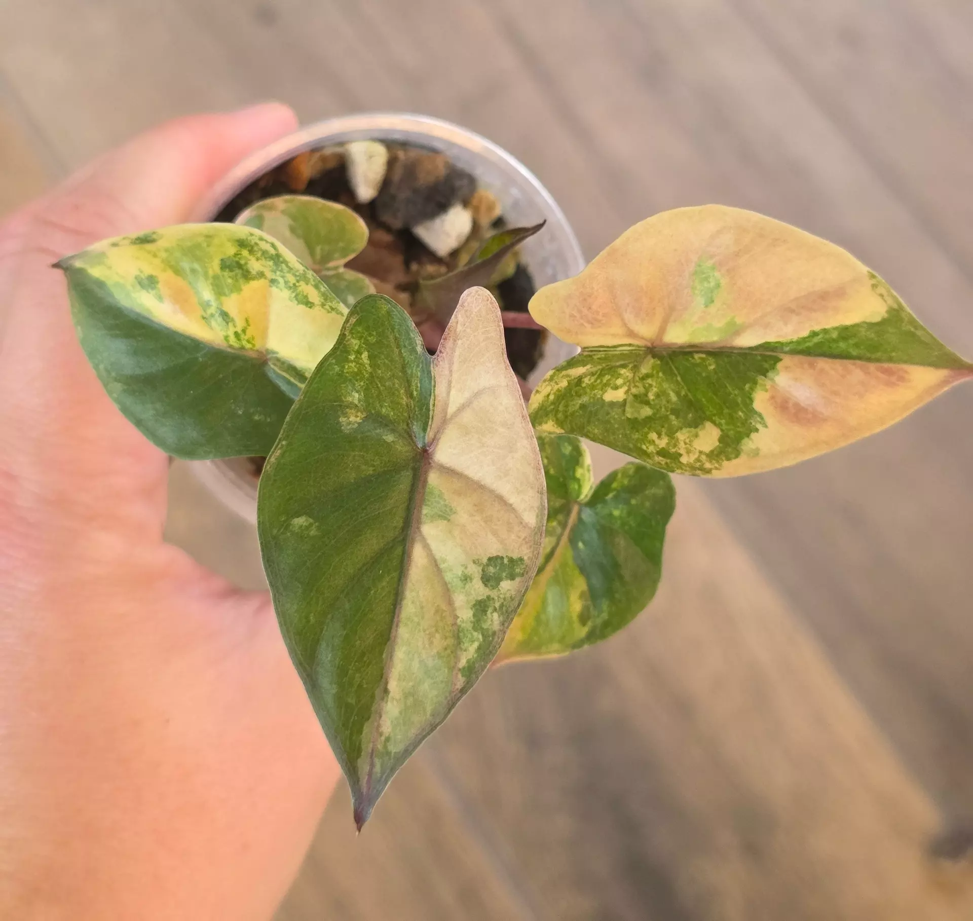 plant/Alocasia Yucatan Princess Pink-0