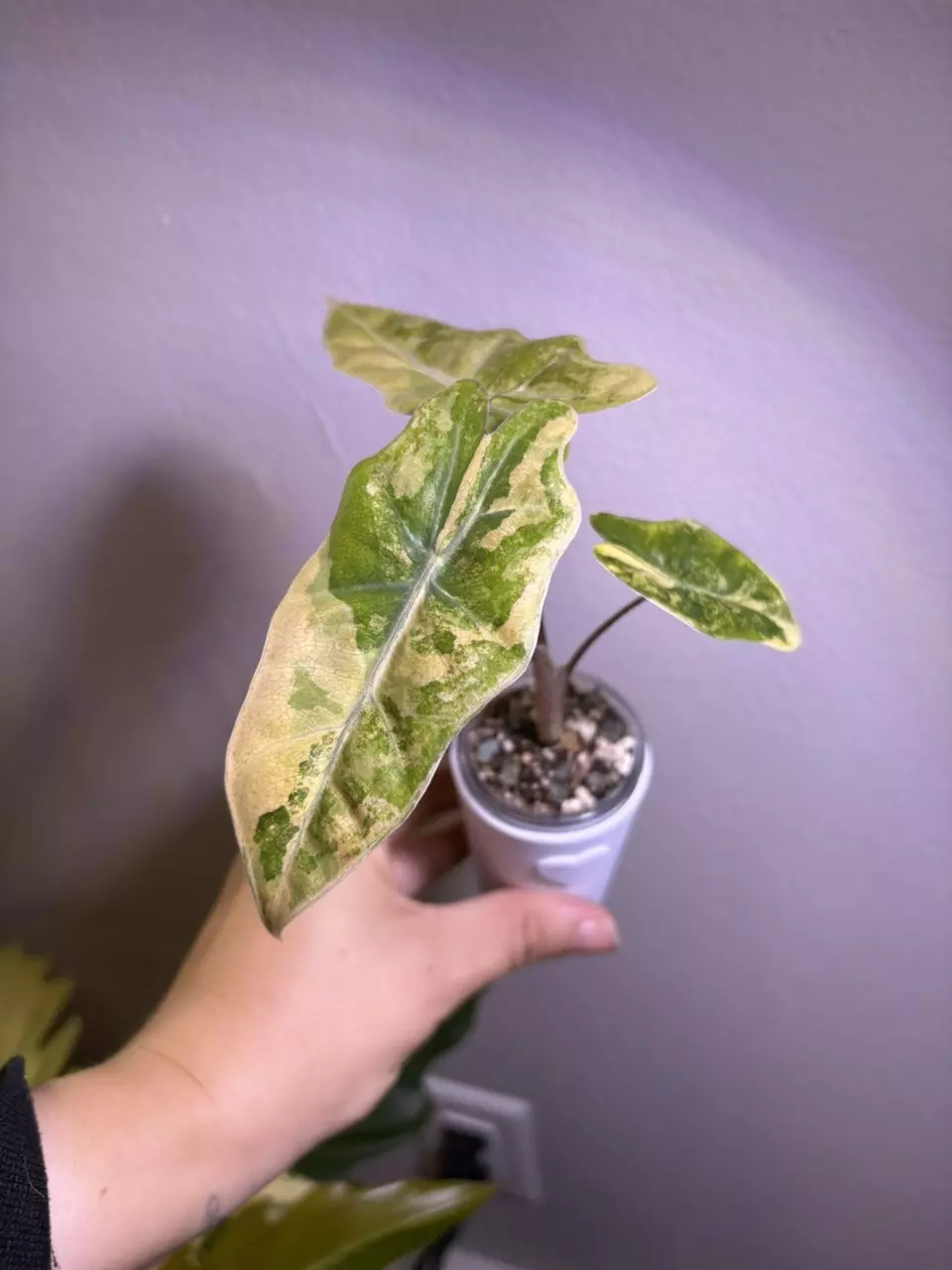 plant/✨Alocasia Pseudo Sanderiana Aurea✨-3