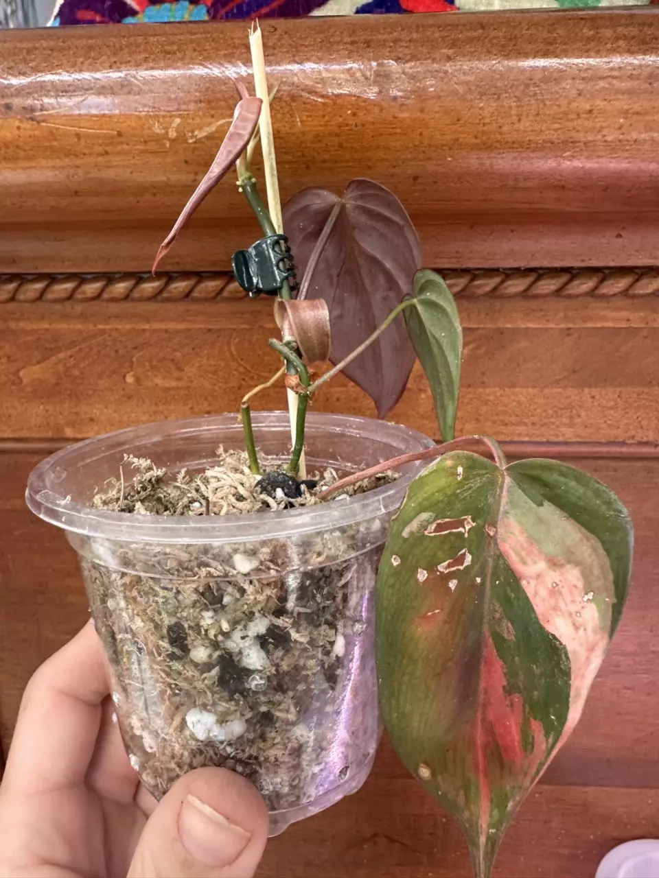 plant/Micans Revert #0014-0