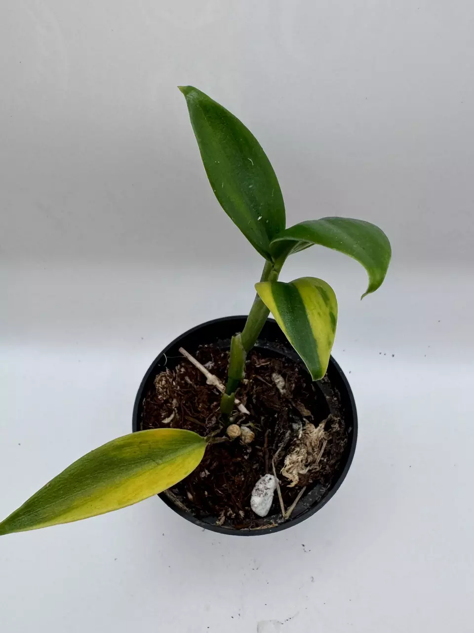 plant/Scindapsus Coriaceus variegated 0482-0