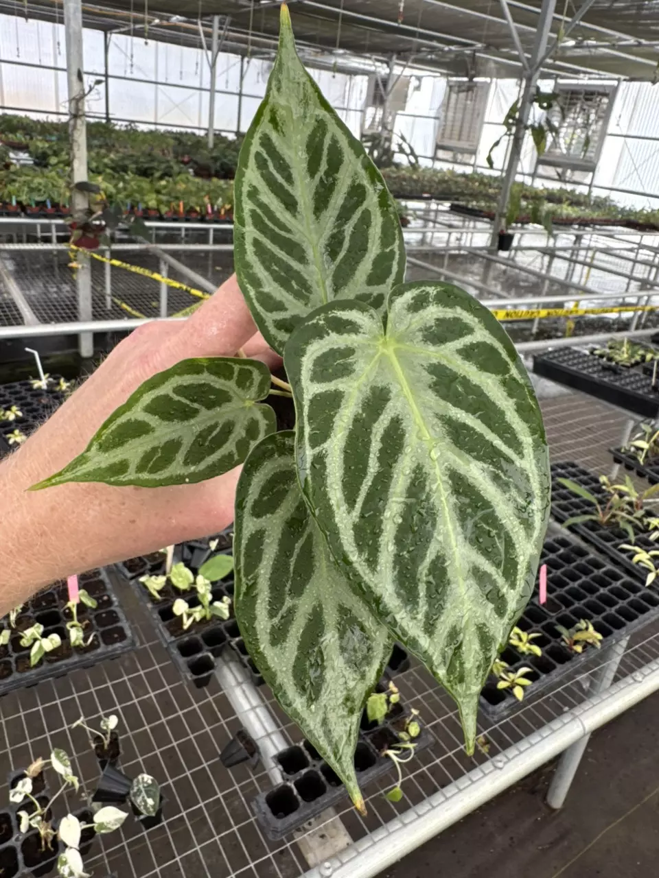 plant/Seed grown anthurium crystallinum silver narrow x Warocqueanum starter plant-1