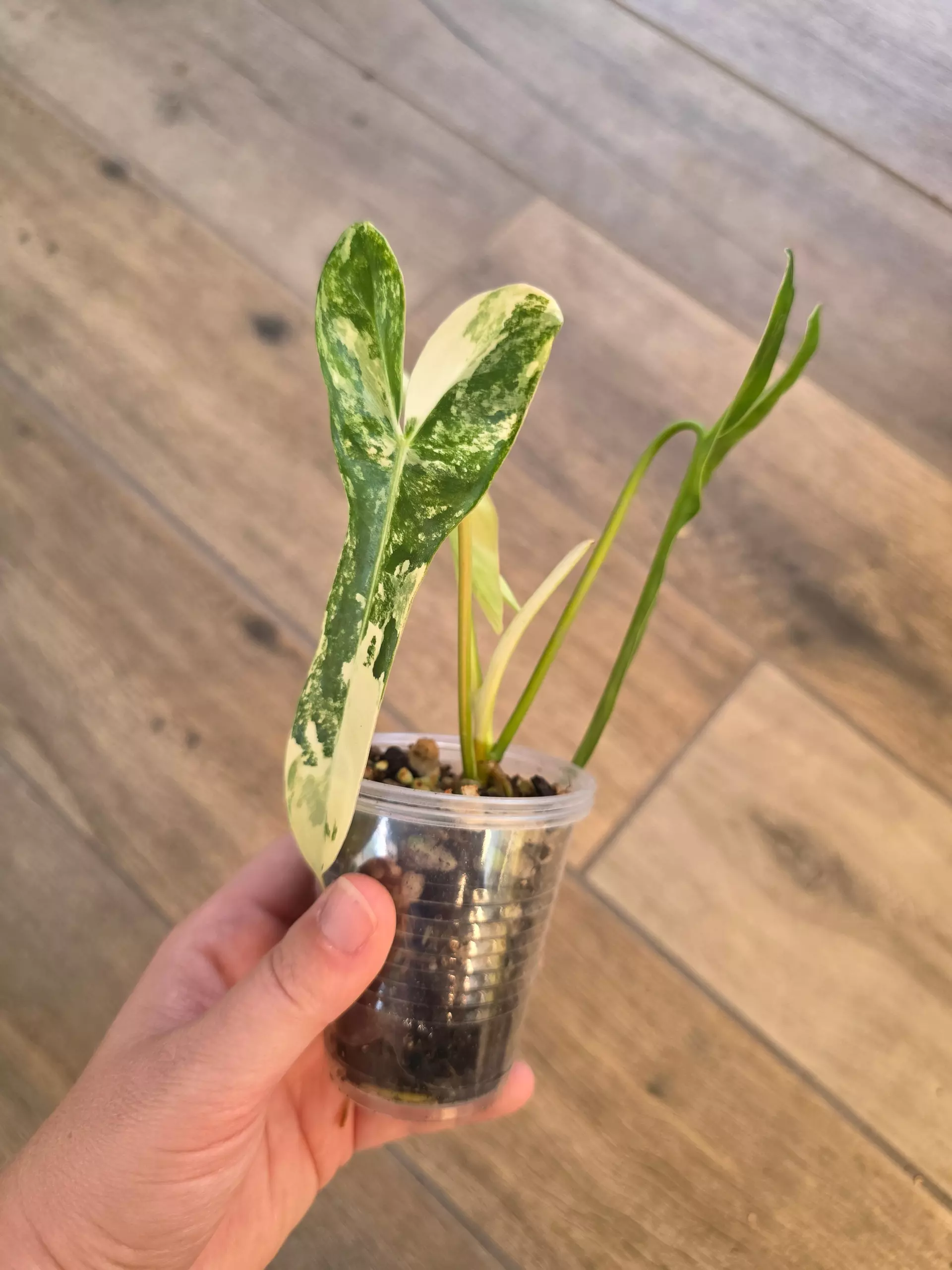 plant/Philodendron Billie X FL Beauty "Jennifer"-0