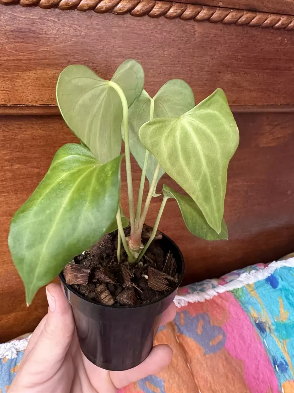 plant/Anthurium Delta Force-7