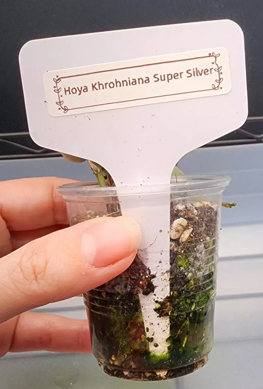 plant/Hoya Krohniana Super Silver-A-3