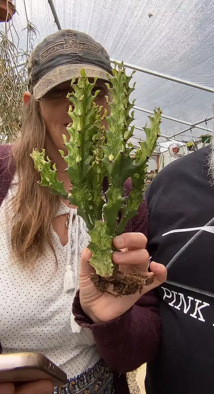 plant/Euphorbia Tringona Mint 6”-0