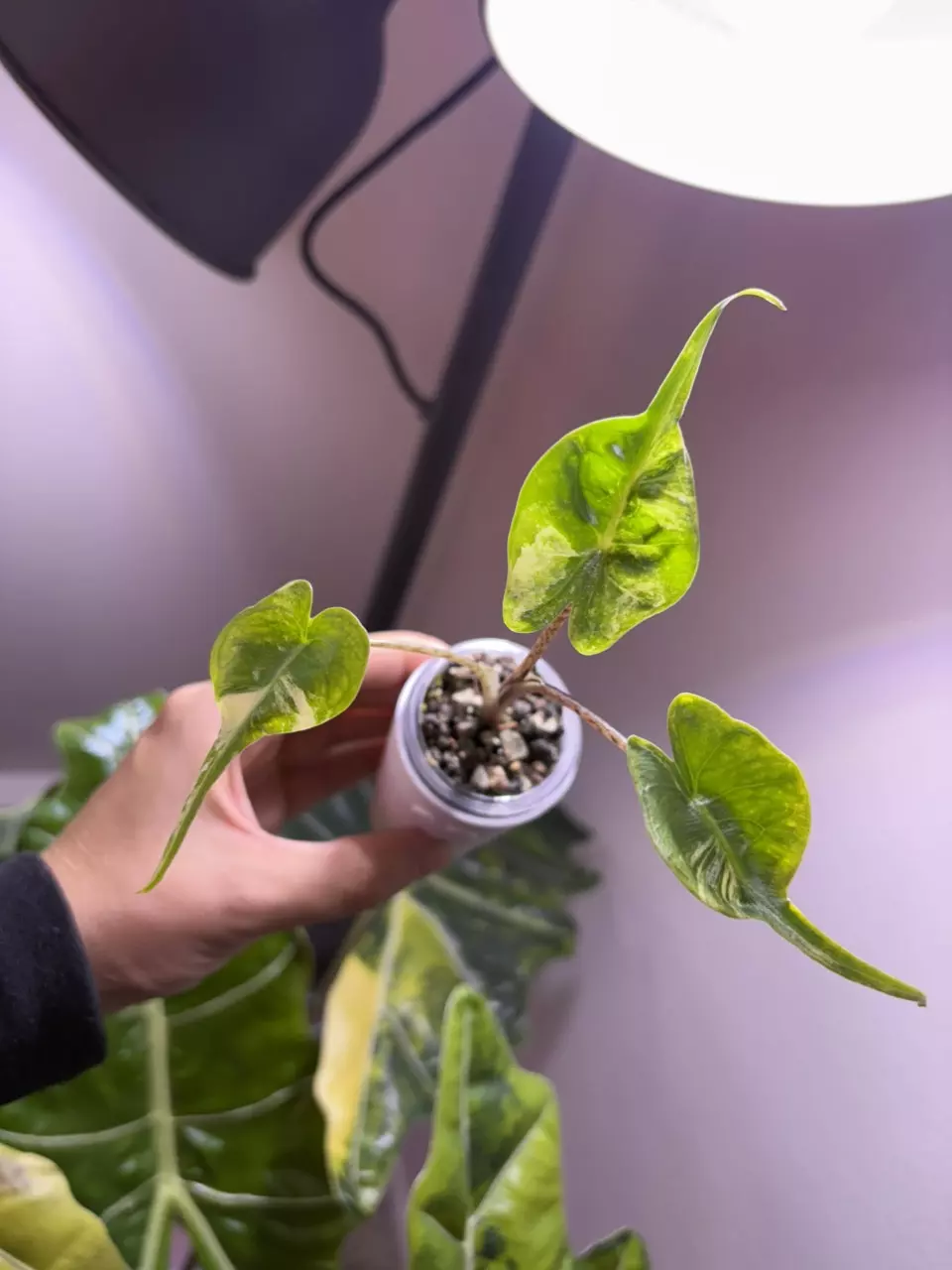 plant/✨Alocasia Stingray Aurea✨-1