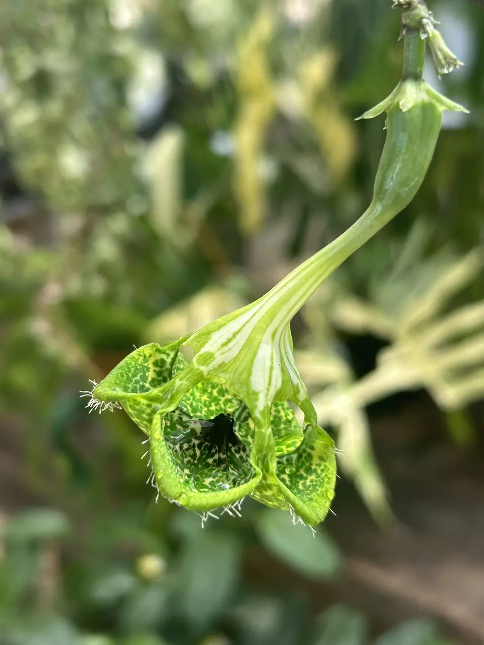 plant/6” short Ceropegia Sandersonii-0