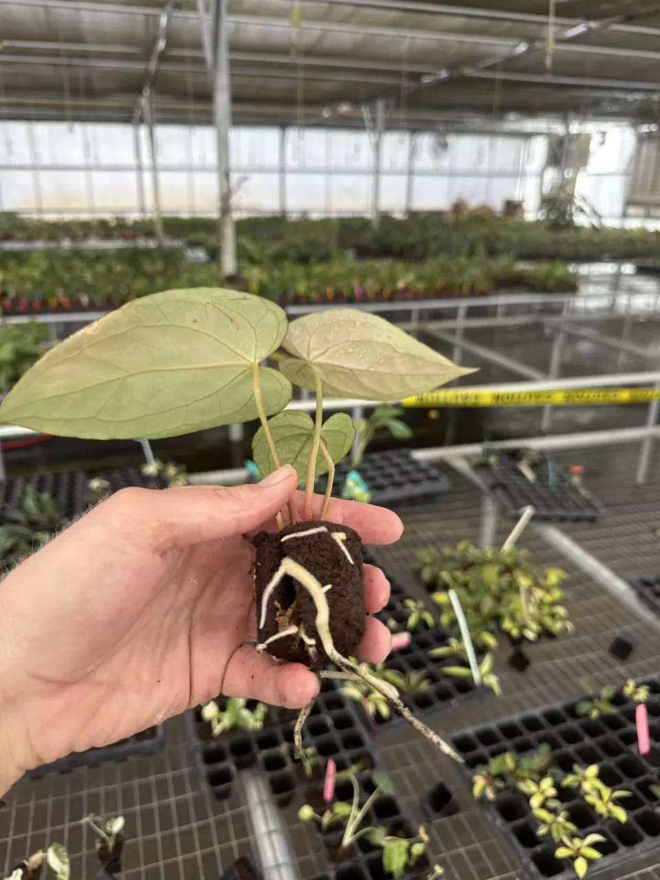 plant/Seed grown anthurium blue papillilaminum x regale starter plant growers-7