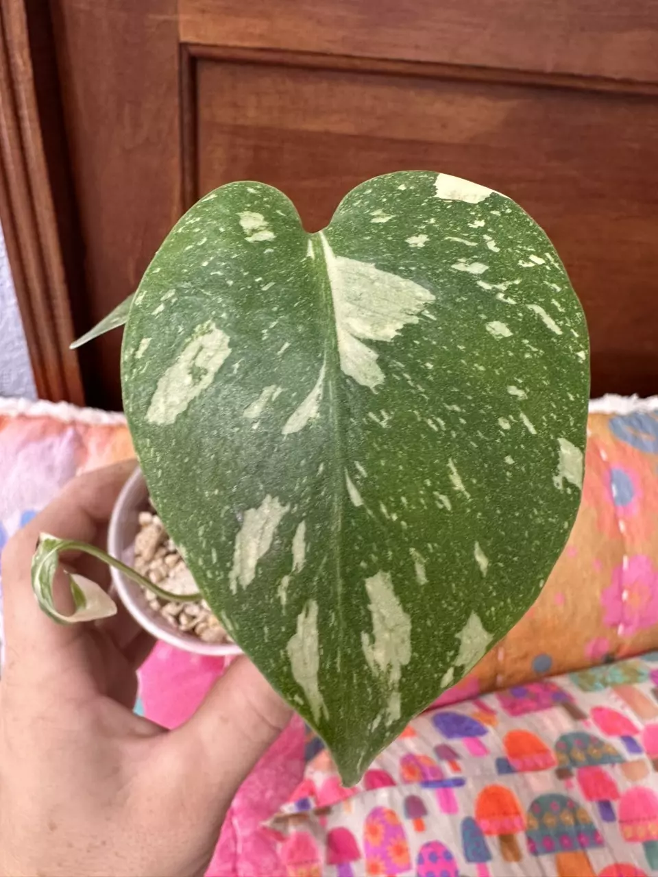 plant/Monstera Creme Brulee #0015-1