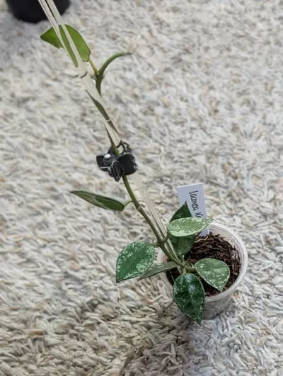 plant/Hoya Krohniana Splash #189-1-thumbnail