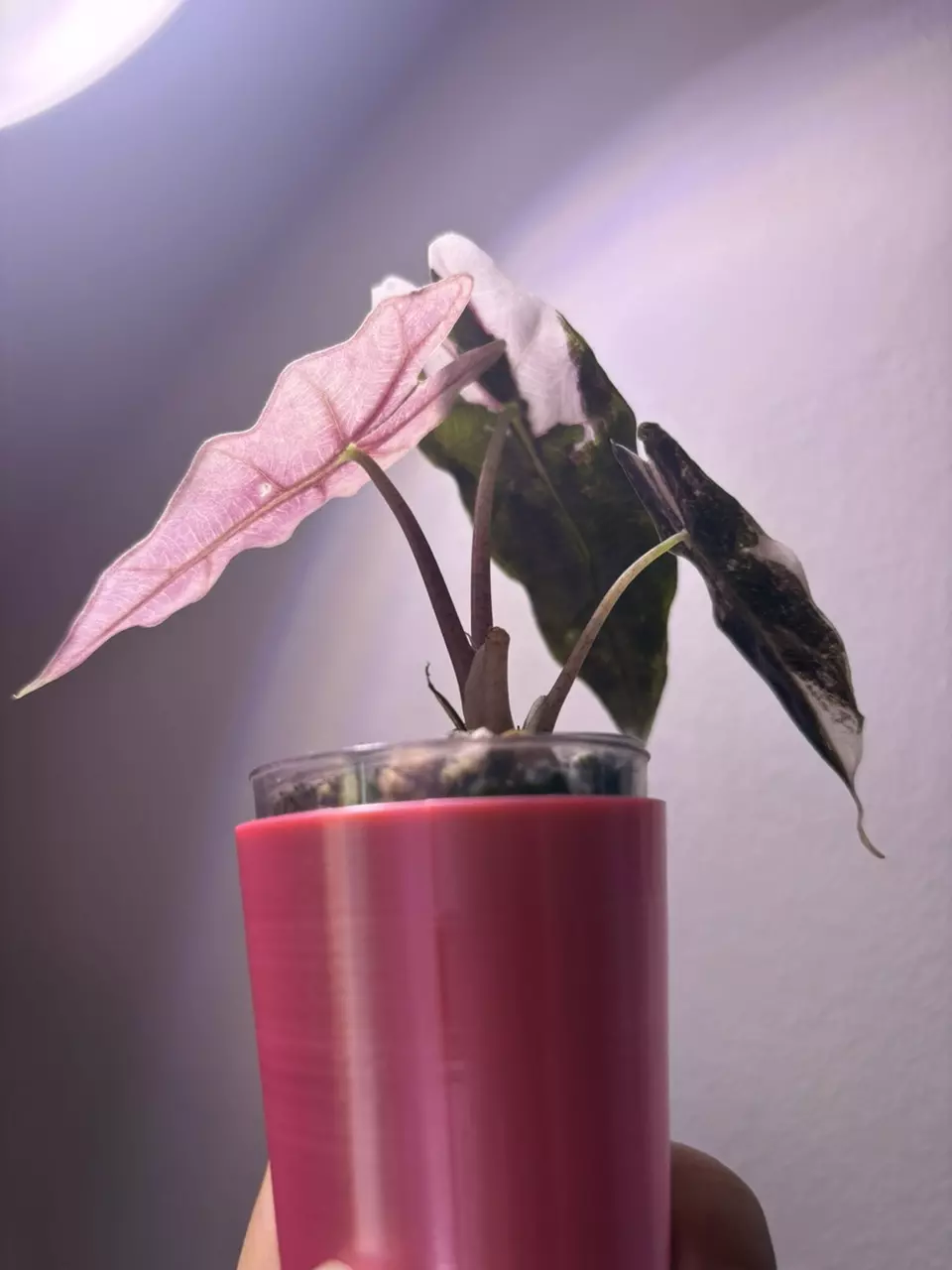 plant/✨Alocasia Thai Pink Amazonica✨-1