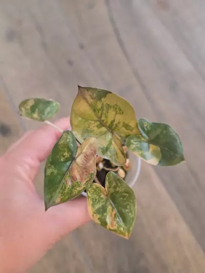 plant/Alocasia Yucatan Princess Pink-0-thumbnail