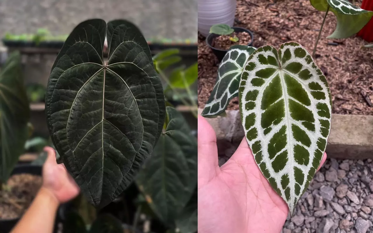 plant/Seed grown anthurium ace of spades x crystallinum silver starter plant growers c-0