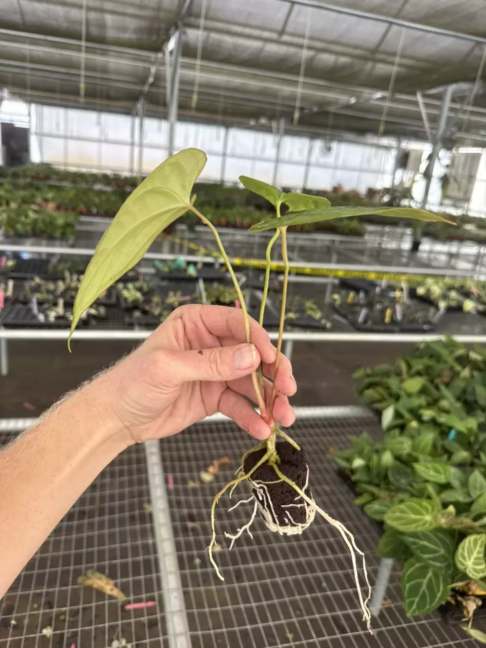 plant/Seed grown anthurium fort Sherman x Warocqueanum starter plant growers choice-7