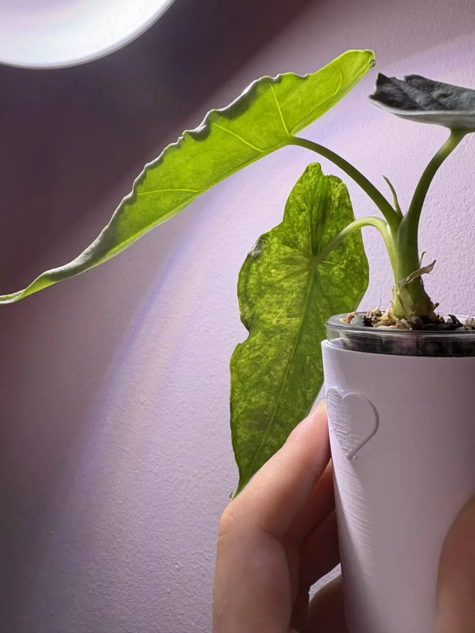 plant/✨Alocasia Dragons Breath Aurea✨-1