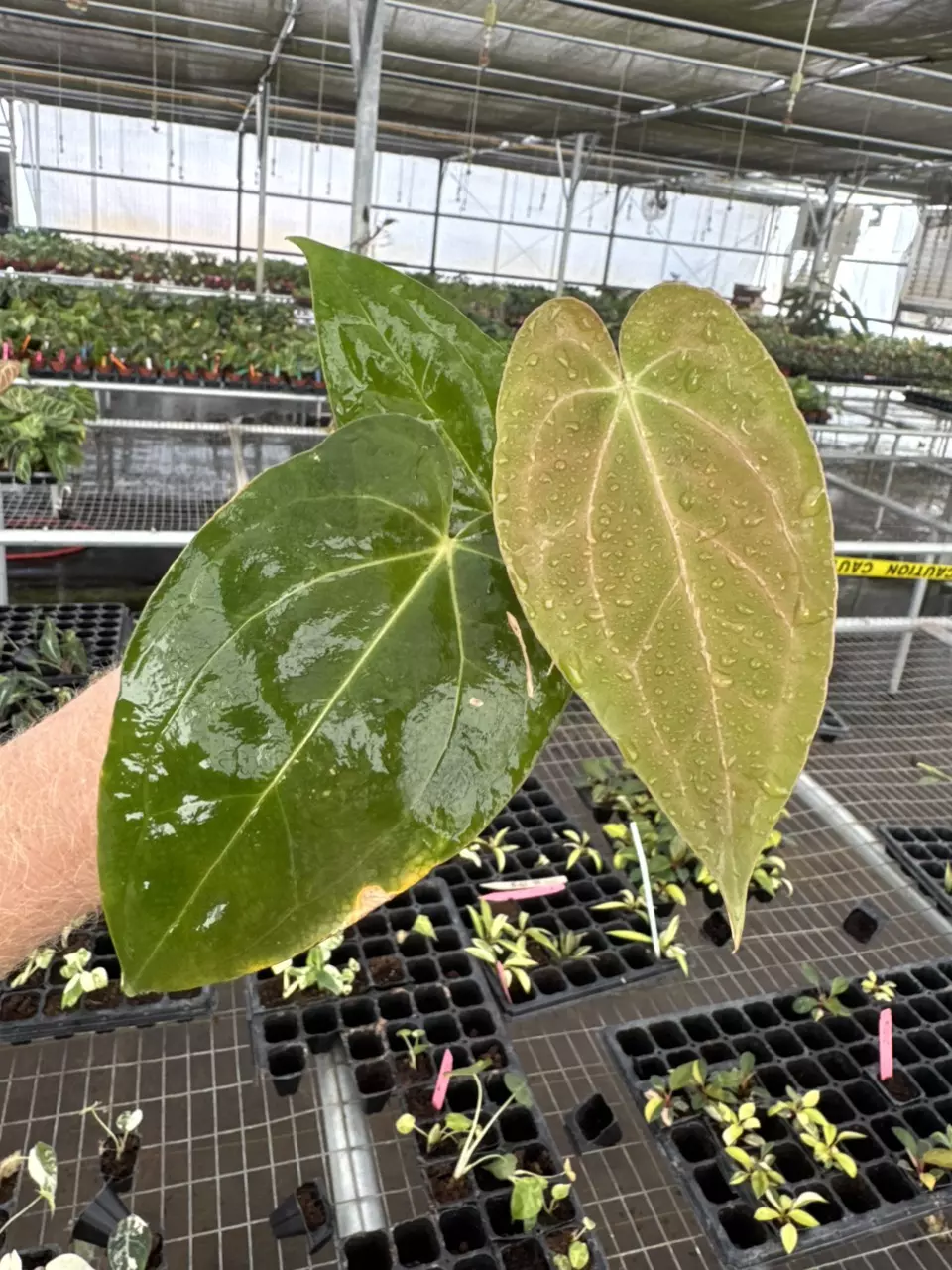 plant/Seed grown anthurium blue papillilaminum x regale starter plant growers-1
