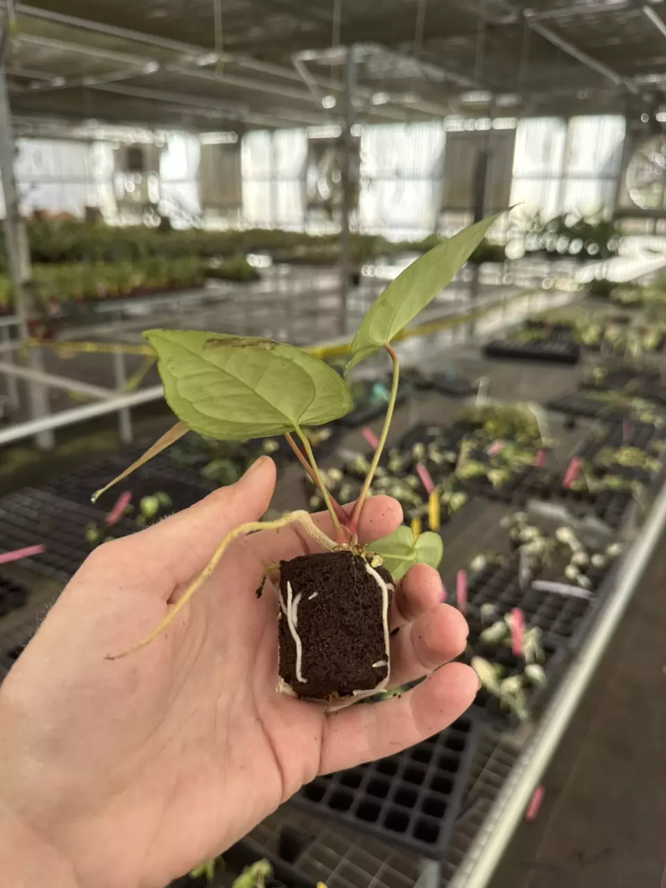 plant/Seed grown anthurium ace of spades x crystallinum silver starter plant growers c-7