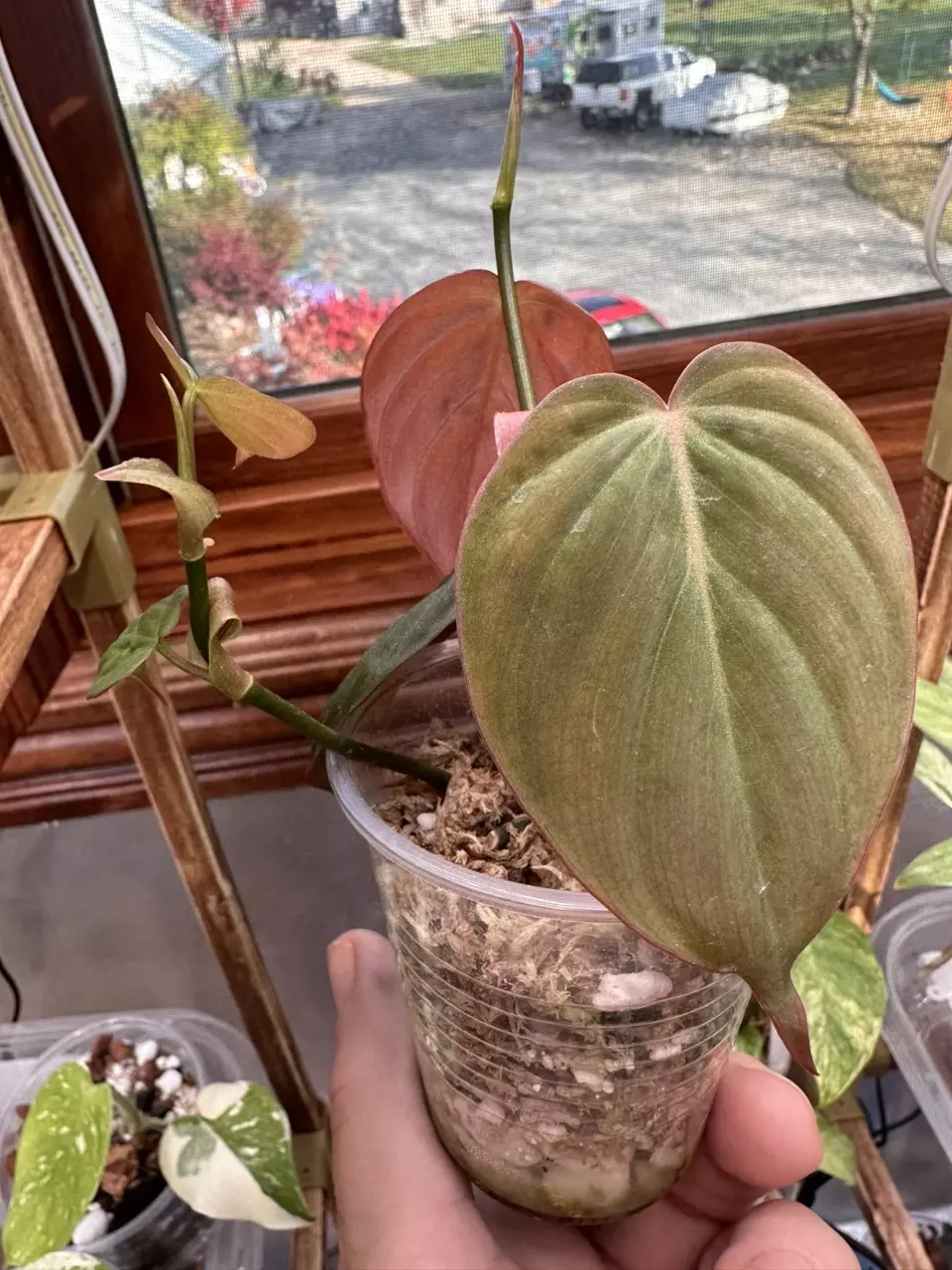 plant/Micans aurea revert #0013-0