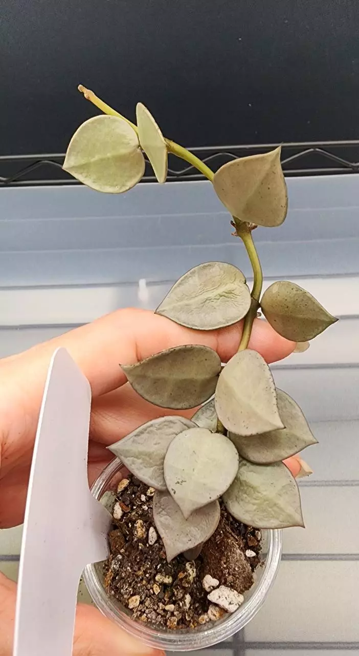 plant/Hoya Krohniana Super Silver-C-0