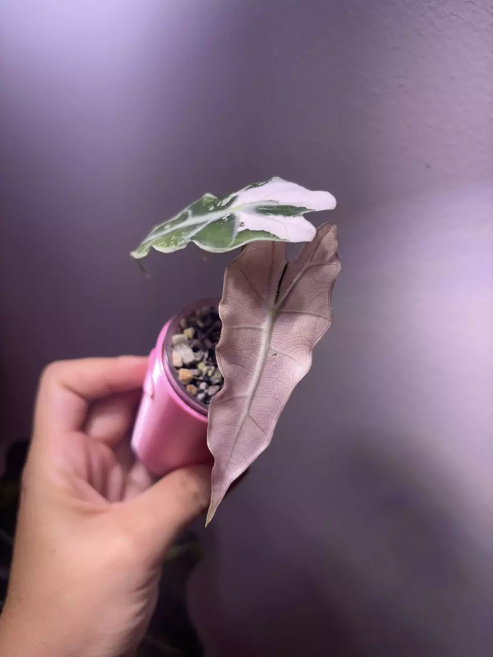 plant/✨Alocasia Thai Pink Amazonica✨-3