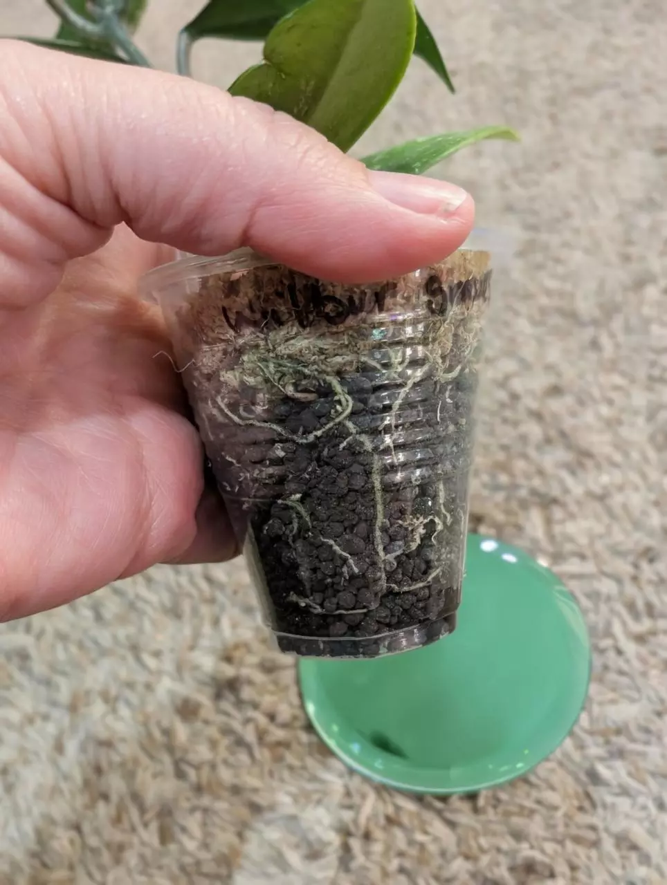 plant/Hoya Wilbur Graves China #188-6