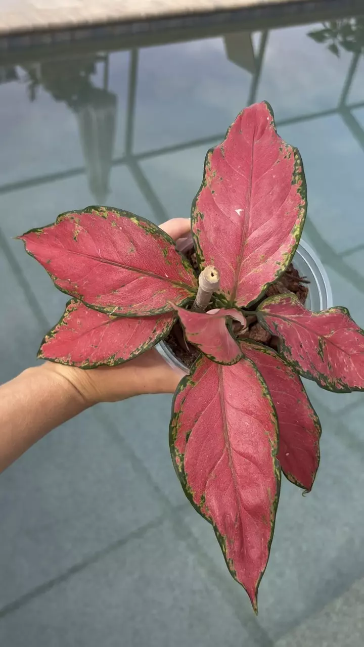 plant/Aglaonema Beauty-1