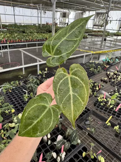 plant/Seed grown anthurium carla blackiae x legend starter plant growers choice-2-thumbnail