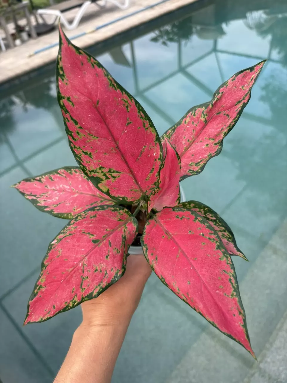 plant/Aglaonema Beauty-0