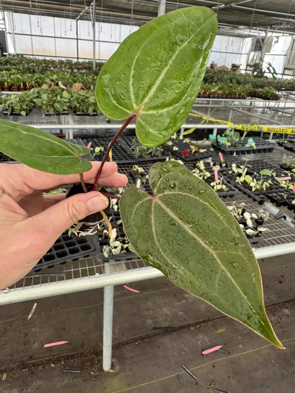 plant/Seed grown anthurium red gunsal x regale starter plant growers-1