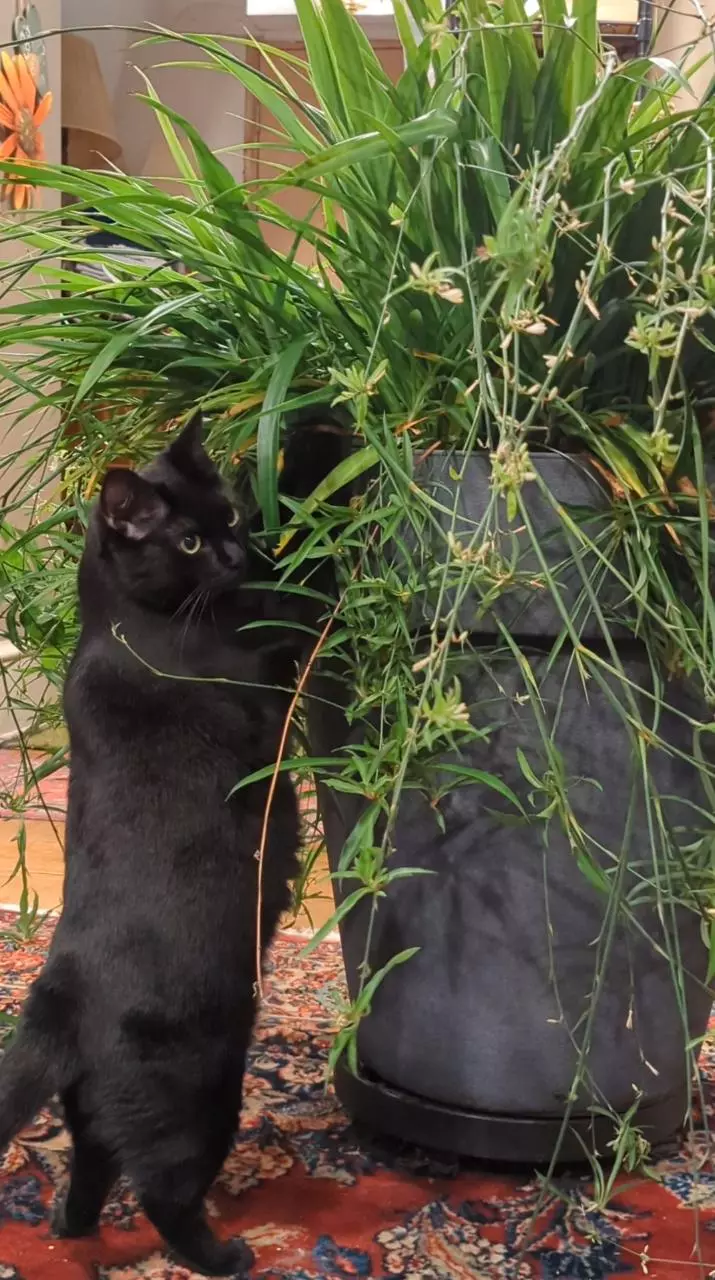 plant/💫 Shamrock Spider plant Includes heat pack 4 inch Spiderplant Free shipping-1