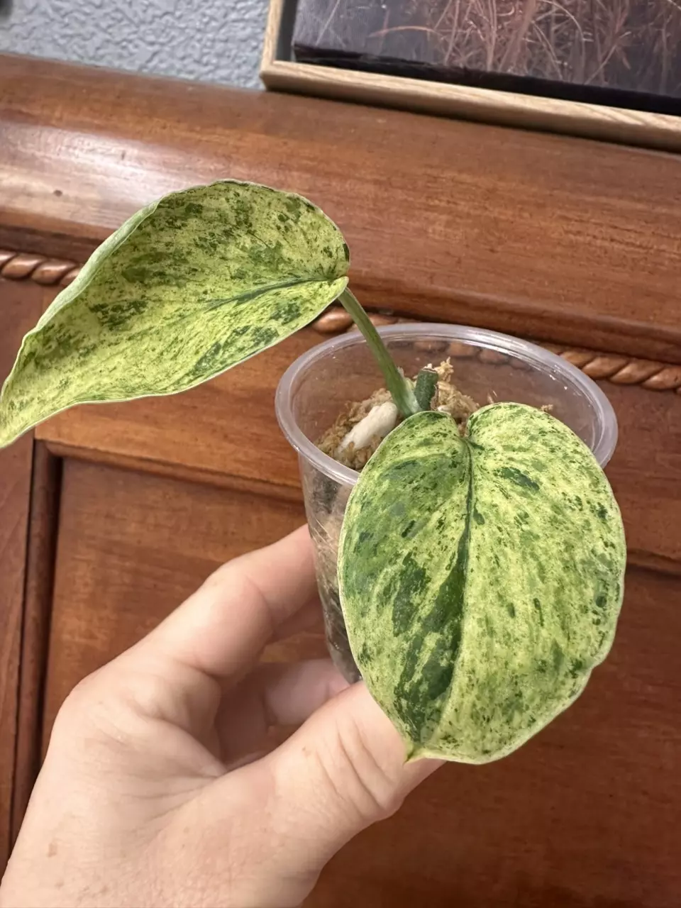 plant/Scindapsus Jade Satin Marble-0