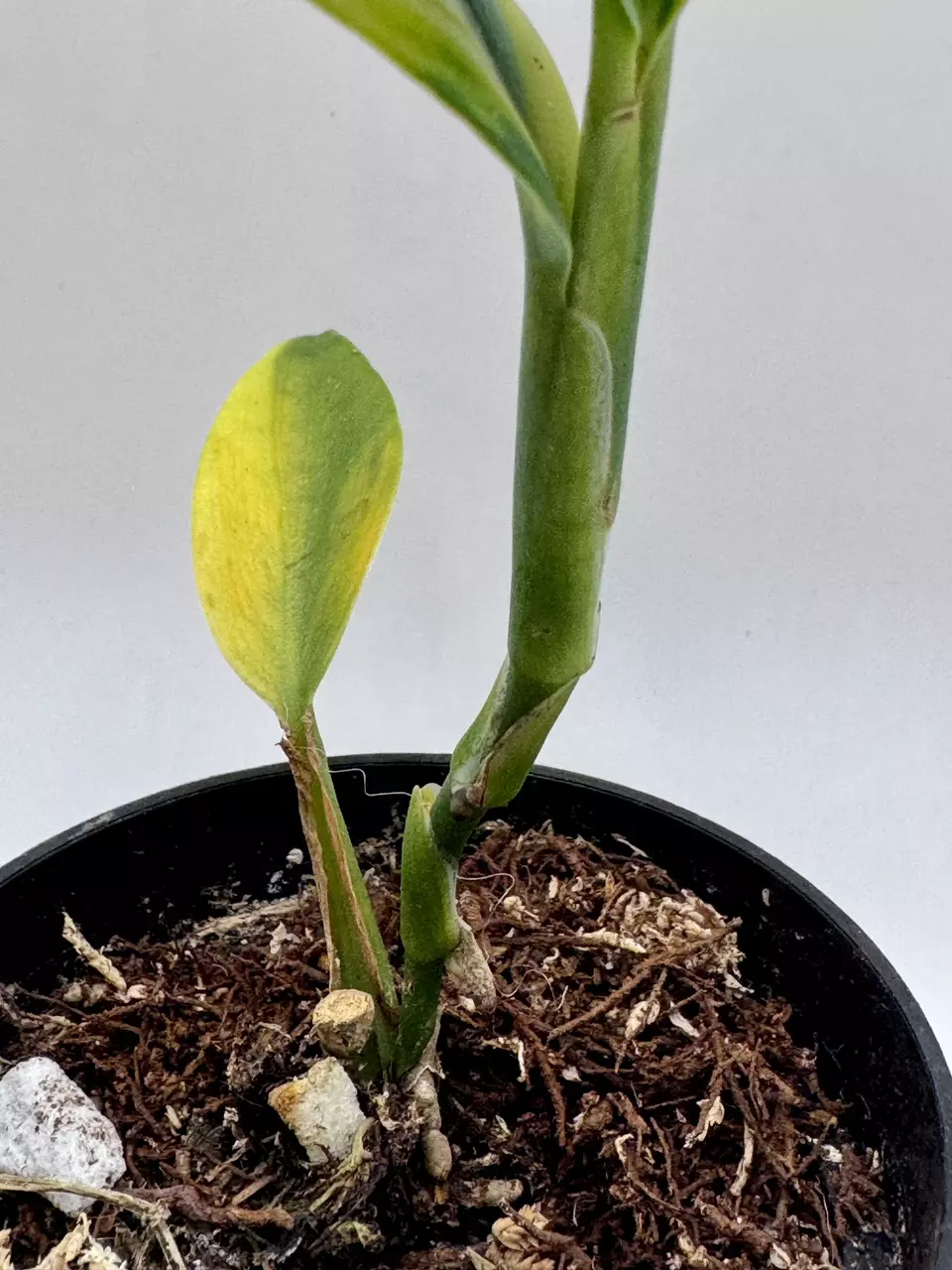 plant/Scindapsus Coriaceus variegated 0482-3