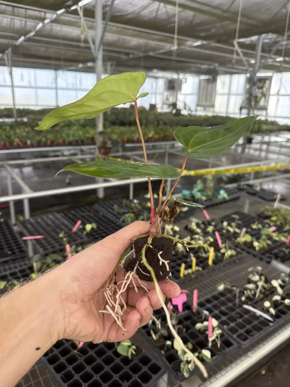 plant/Seed grown anthurium guna yala x legend starter plant growers-7