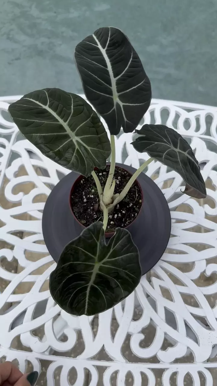 plant/Alocasia Black Velvet-1