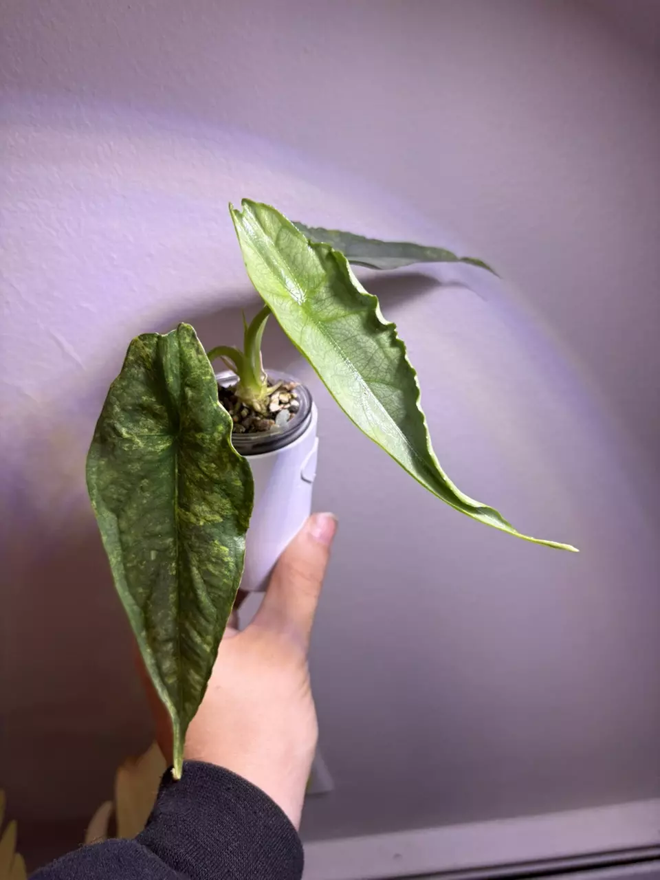 plant/✨Alocasia Dragons Breath Aurea✨-4