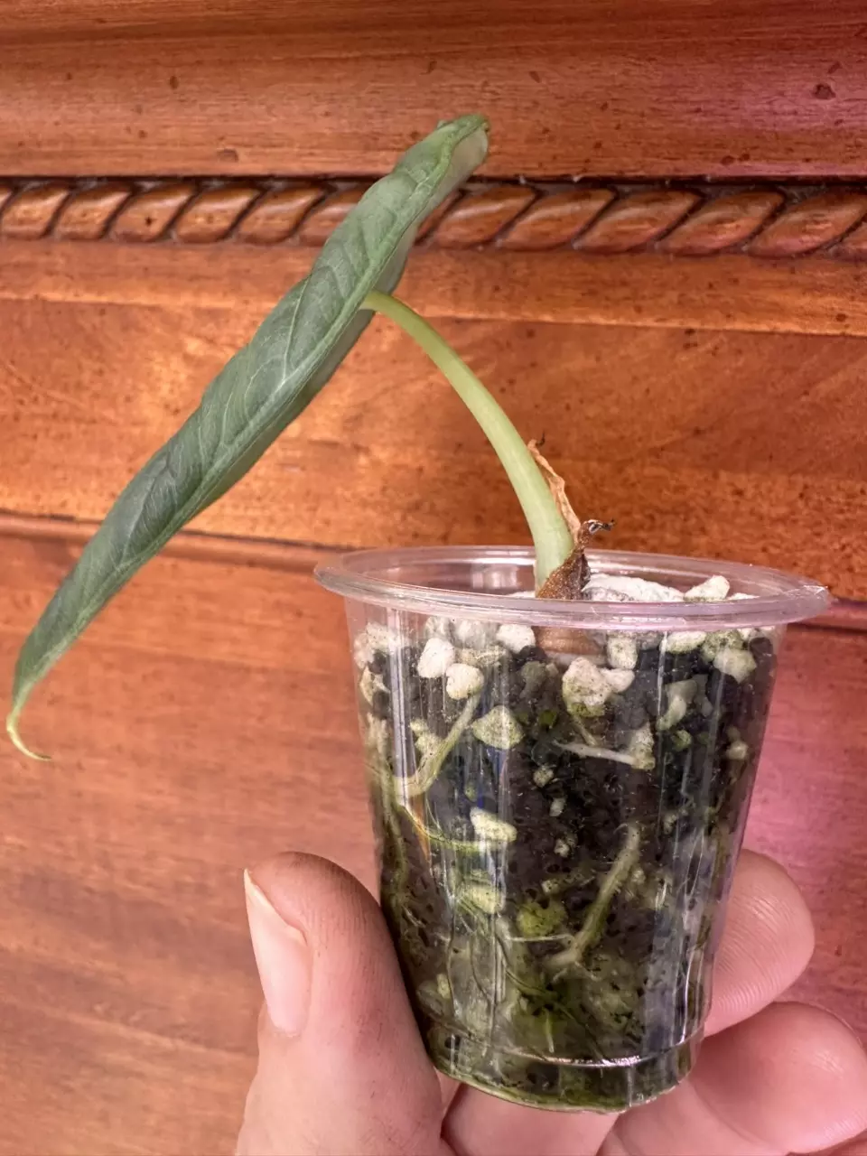 plant/Alocasia Maharani-1