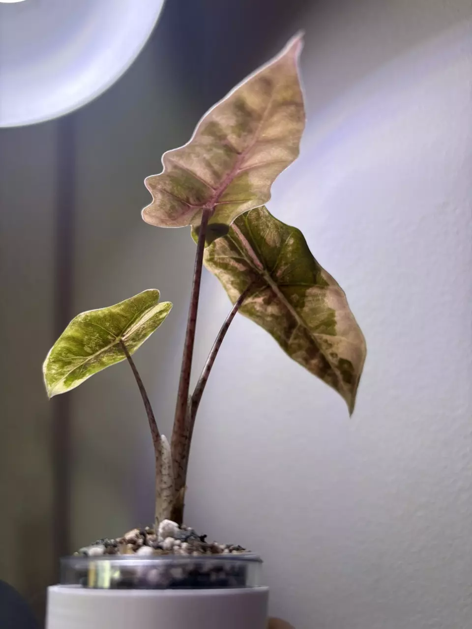 plant/✨Alocasia Pseudo Sanderiana Aurea✨-1