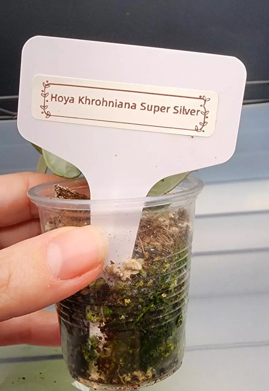plant/Hoya Krohniana Super Silver-B-2