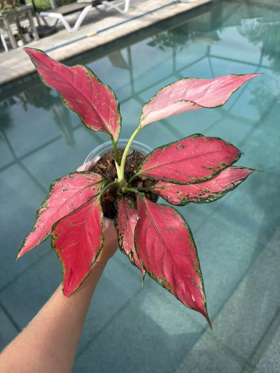 plant/Aglaonema Beauty-0