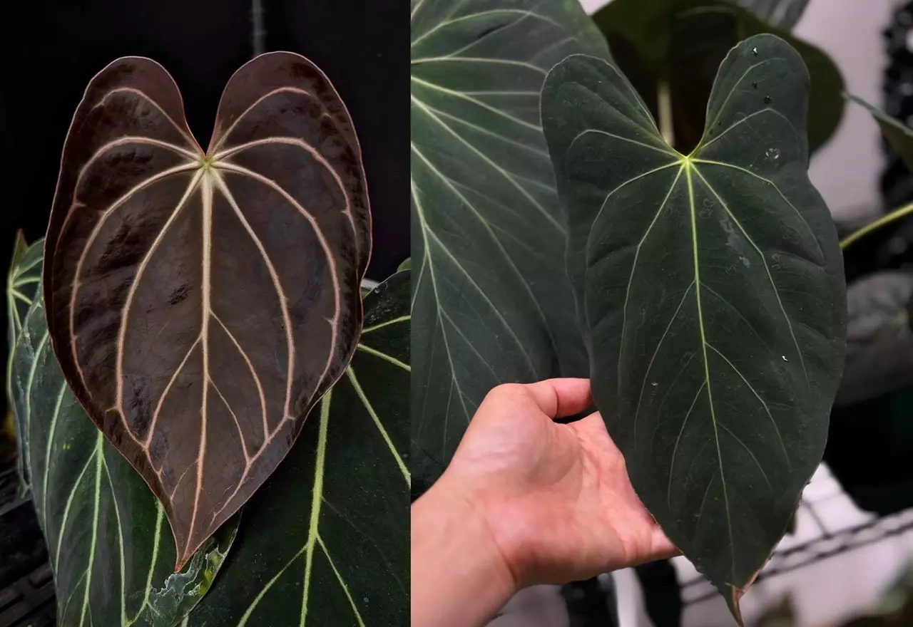 plant/Seed grown anthurium carlablackiae x legend starter plant growers choice-0