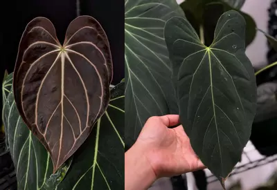 plant/Seed grown anthurium carla blackiae x legend starter plant growers choice-0-thumbnail