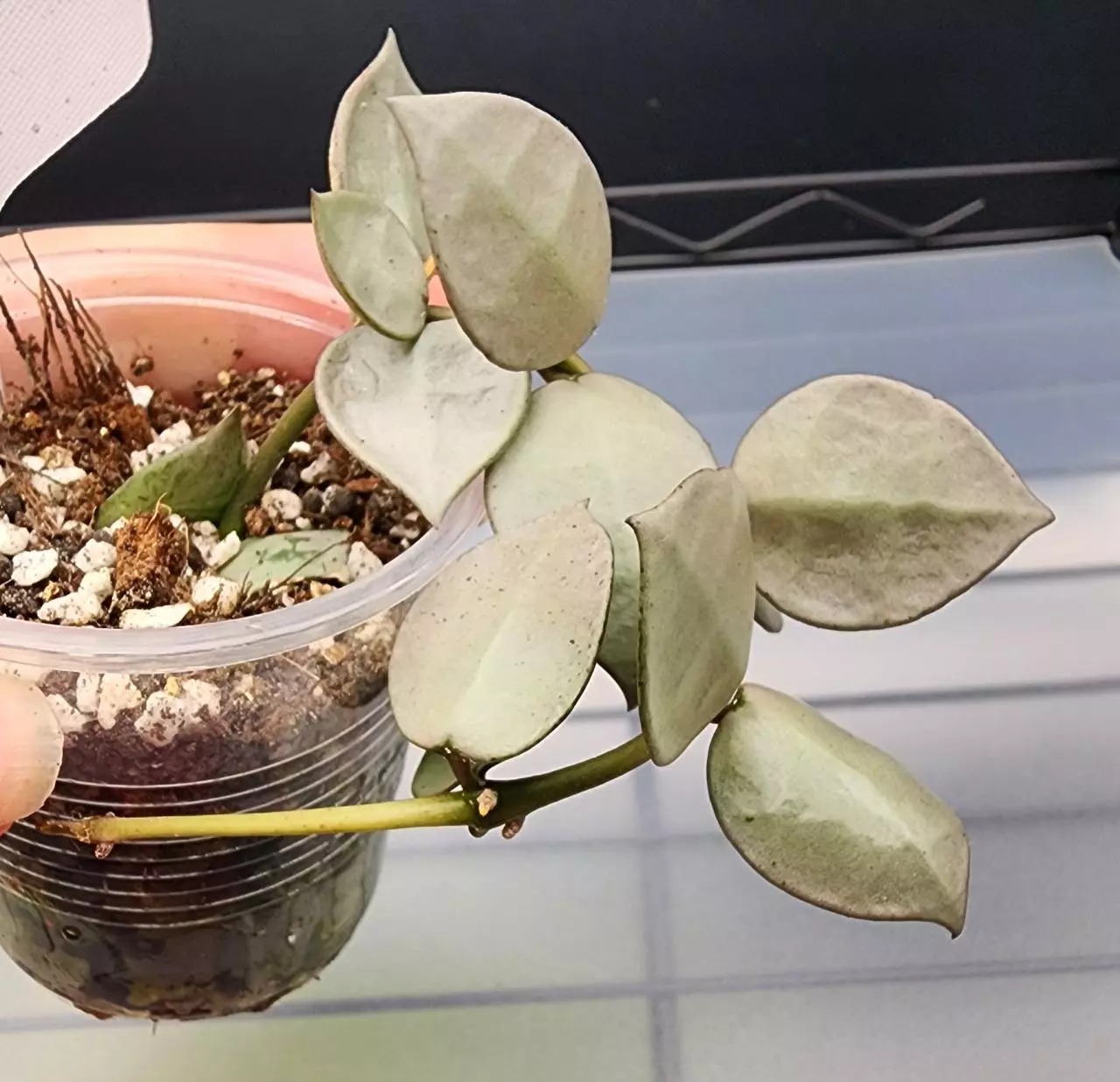 plant/Hoya Krohniana Super Silver-A-1