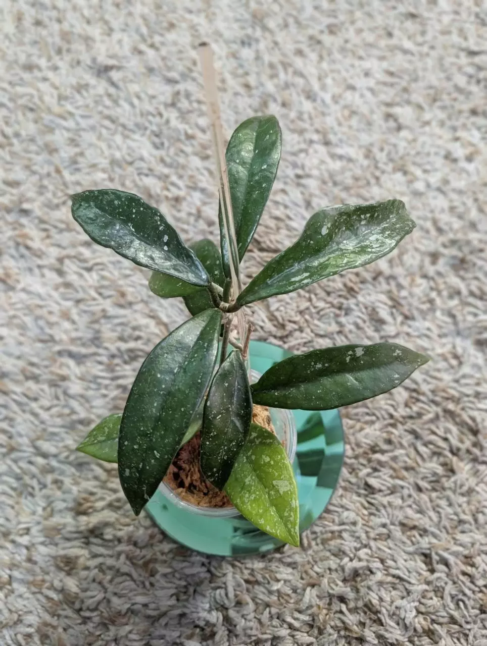 plant/Hoya Wilbur Graves China #188-0