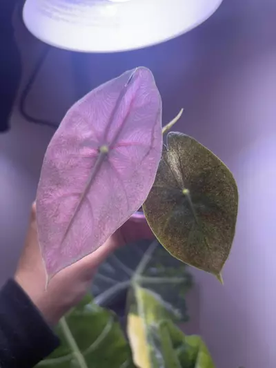 plant/✨Alocasia Pink Dragon Silver✨-3-thumbnail