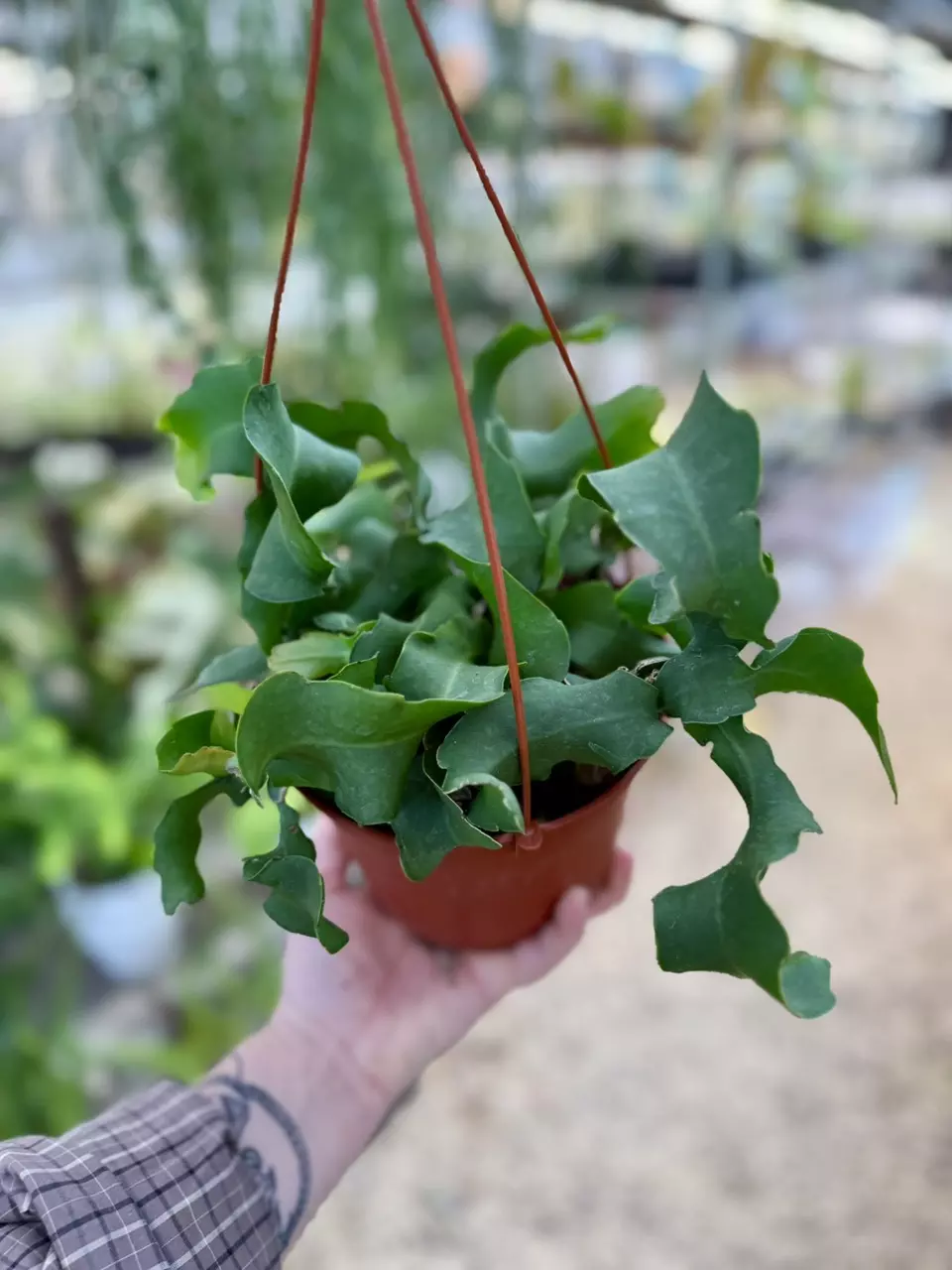 plant/6” Curly Sue Cactus (lovers choice)-3