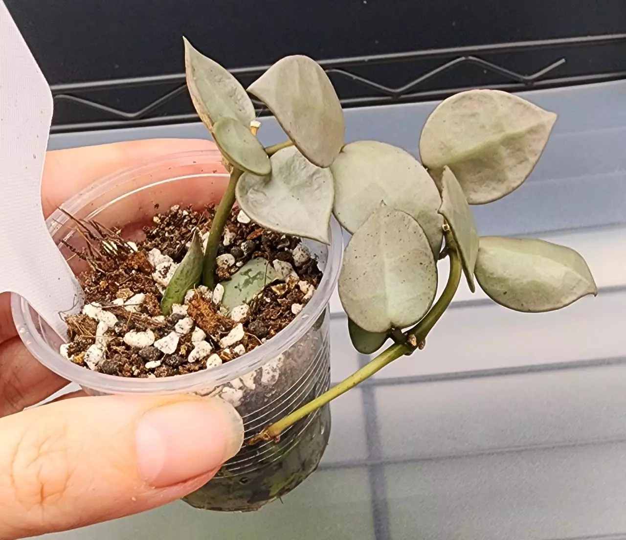plant/Hoya Krohniana Super Silver-A-0