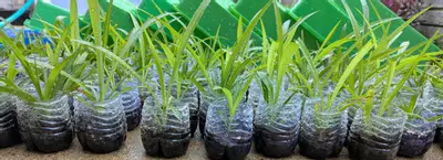 plant/💫 Shamrock Spider plant Includes heat pack 4 inch Spiderplant Free shipping-3-thumbnail