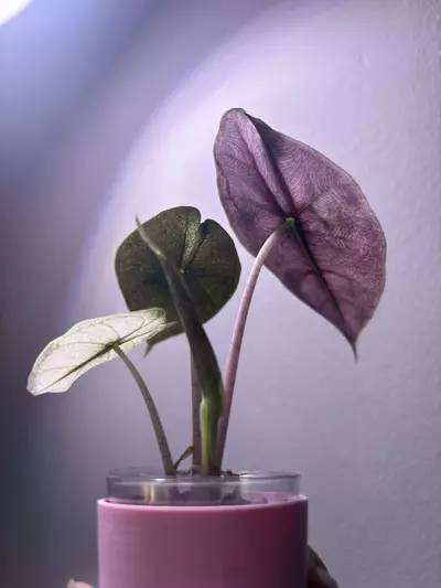 plant/✨Alocasia Pink Dragon Silver✨-2-thumbnail