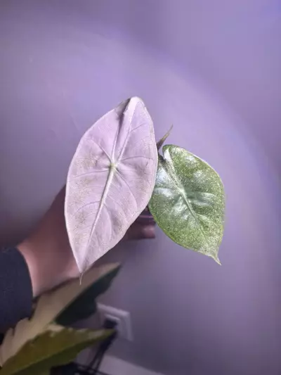 plant/✨Alocasia Pink Dragon Silver✨-0-thumbnail
