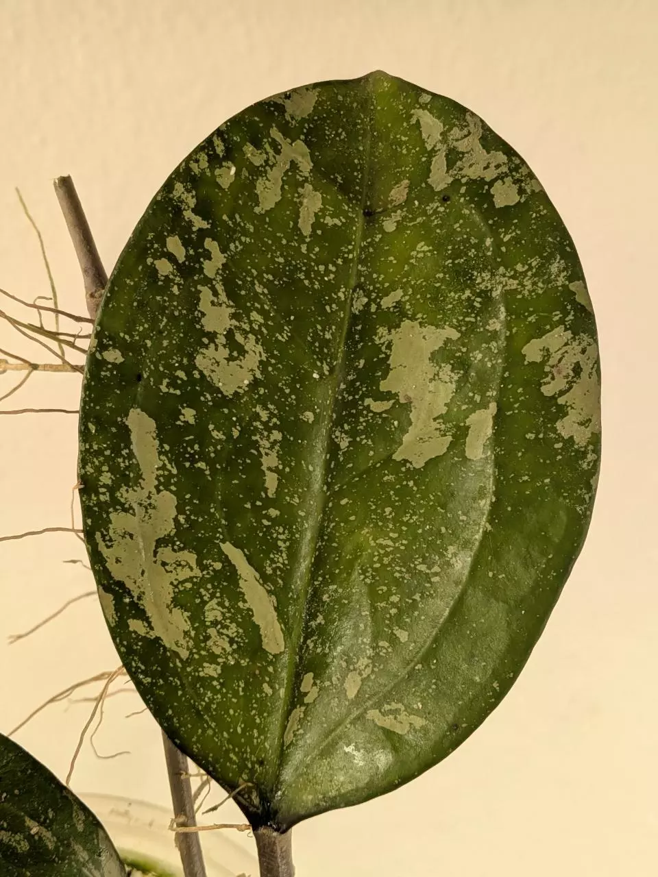 plant/Hoya 'Michele' (splash) 0091-1